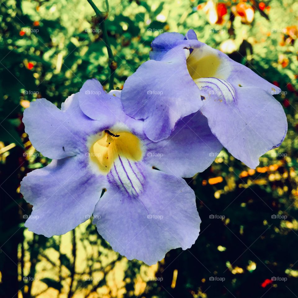 🌺Fim de #cooper!
Suado, cansado e feliz, alongando e curtindo a beleza das #pétalas azuis.
🏁
#corrida #treino #flores #flor #flowers #pétala #jardim #jardinagem #garden #flora #run #running #esporte #alongamento 