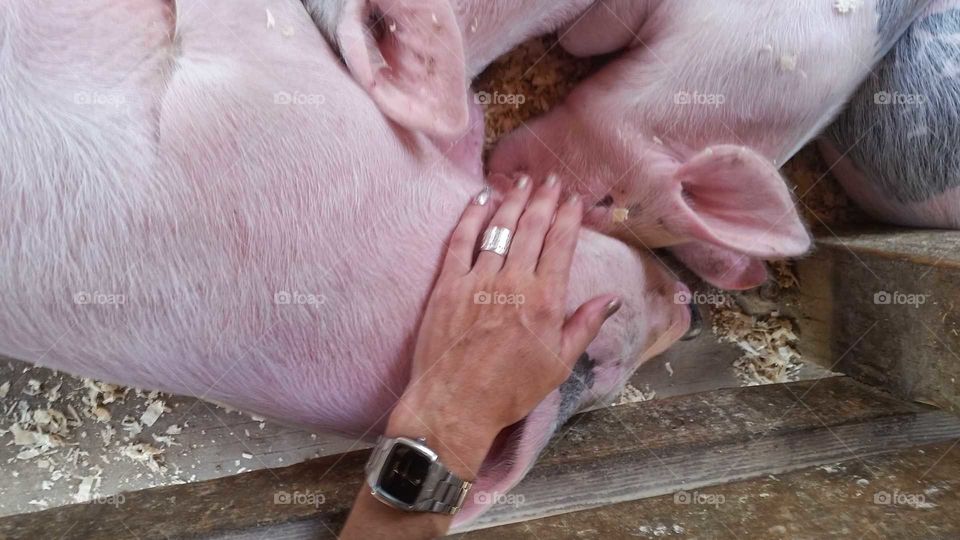 Pig and piglet being pet.