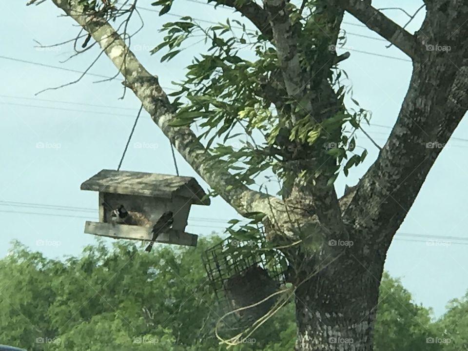 Occupied bird feeder