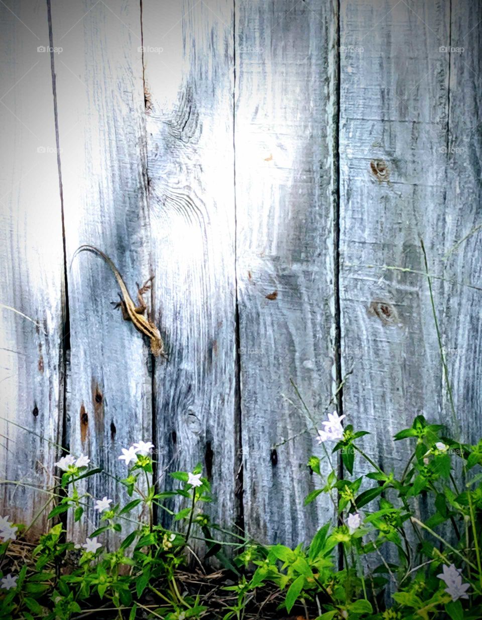 Lizard on a fence