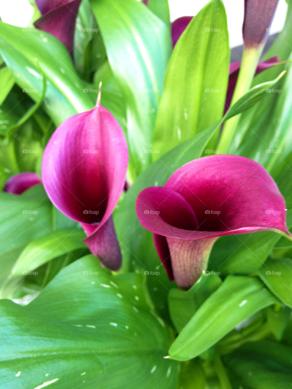 green garden flower outdoors by cabday