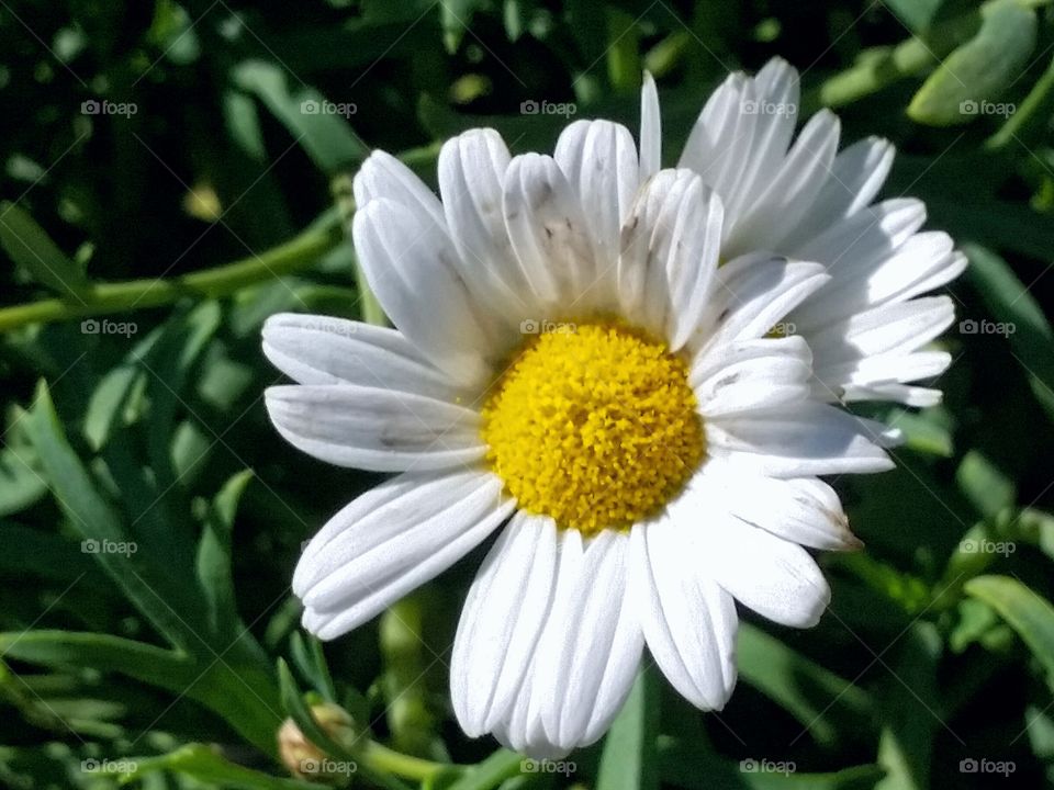 White flower