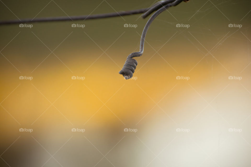 Close-up of barbed wire