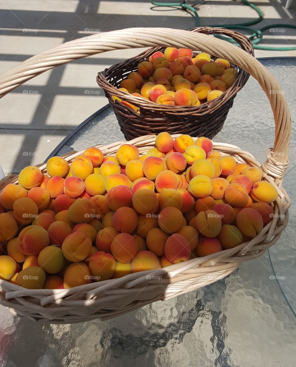 Lovely Little Apricot Harvest