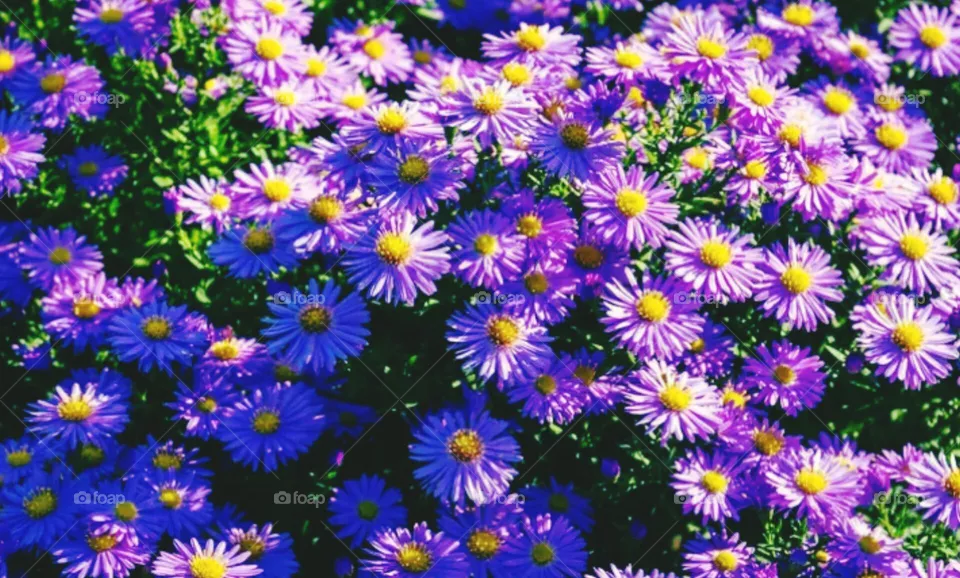 beautiful flowers