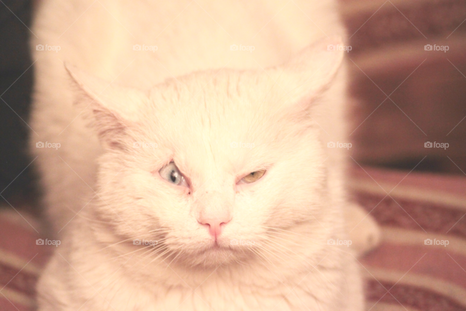 cat animal cats eyes by Iphonepic