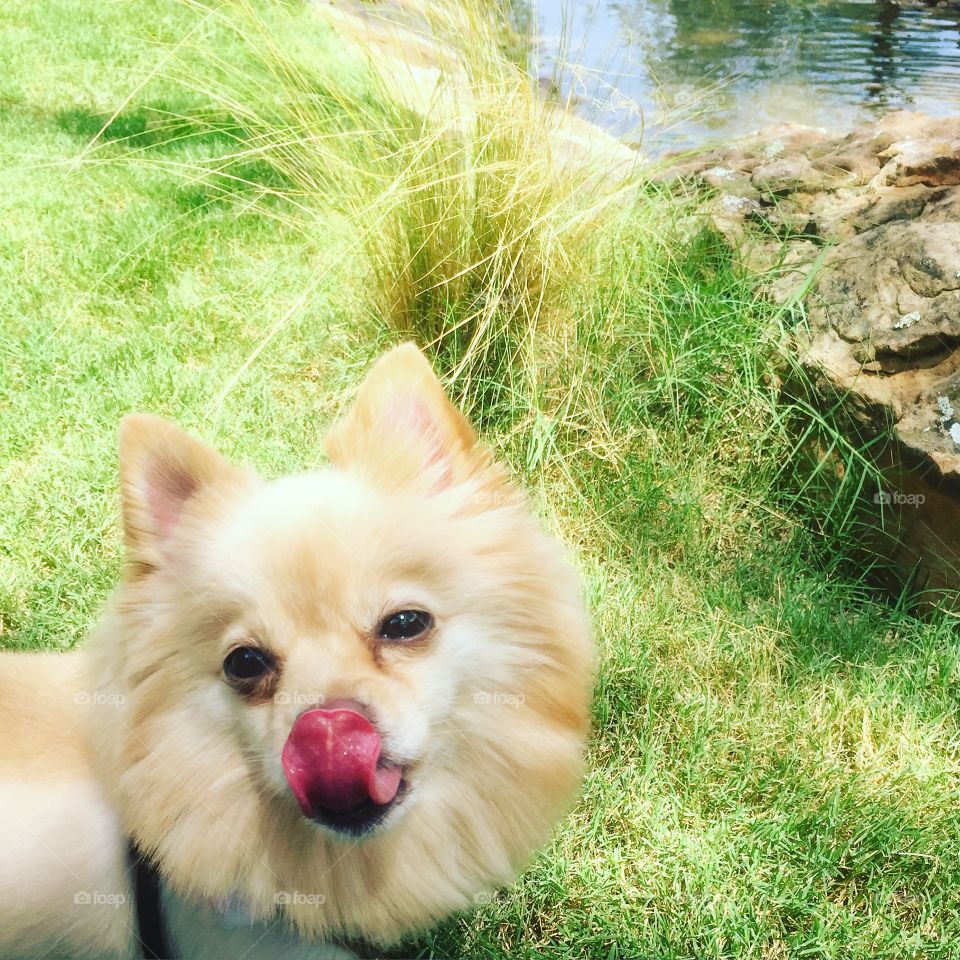 Dog, Cute, Animal, Little, Pet