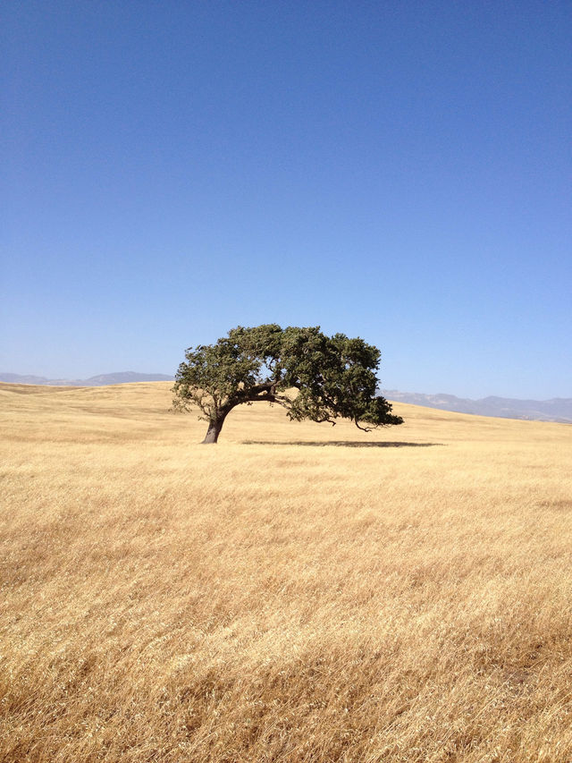 blue summer trees freedom by bikerac