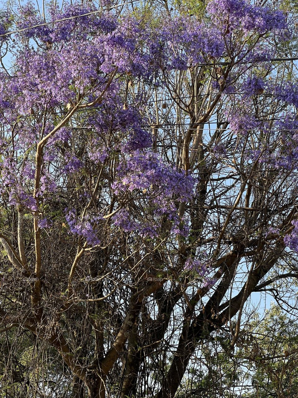 Jacaranda