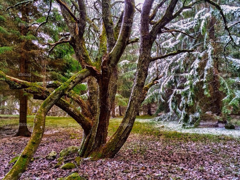 Winter day in the forest