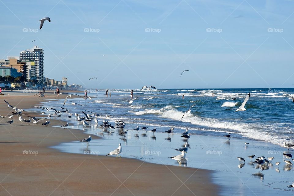 Seagulls on the Beach