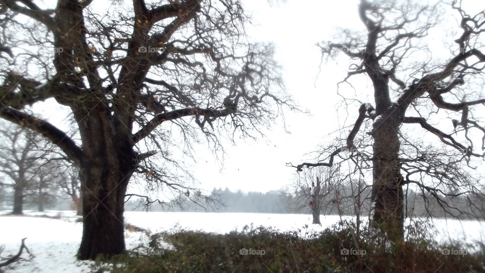 Tree, Landscape, Wood, Branch, Nature