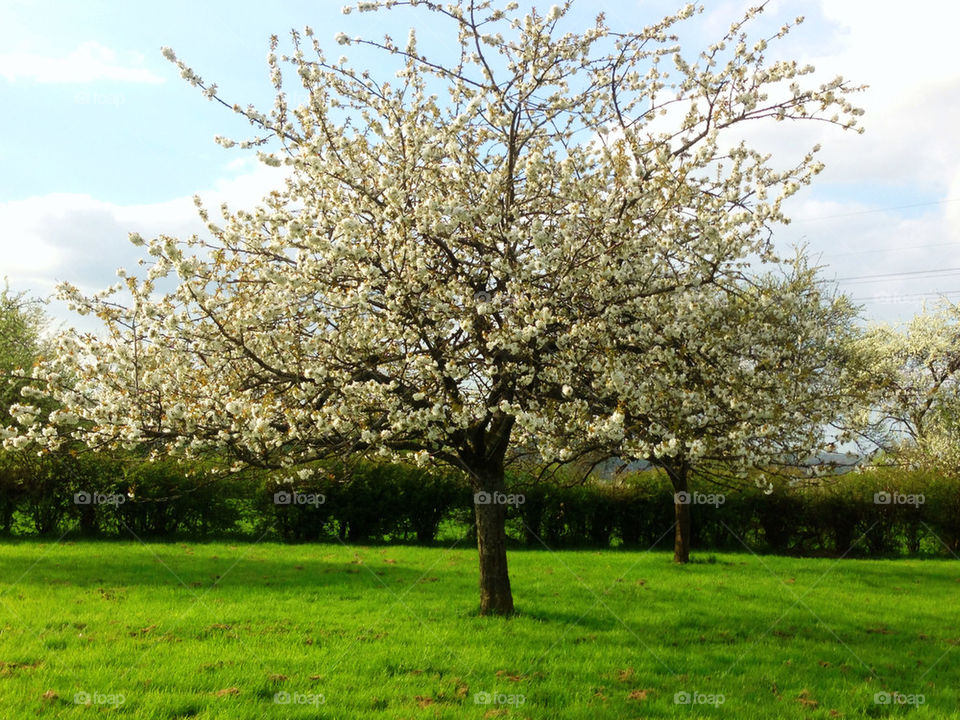 Cherry tree, spring