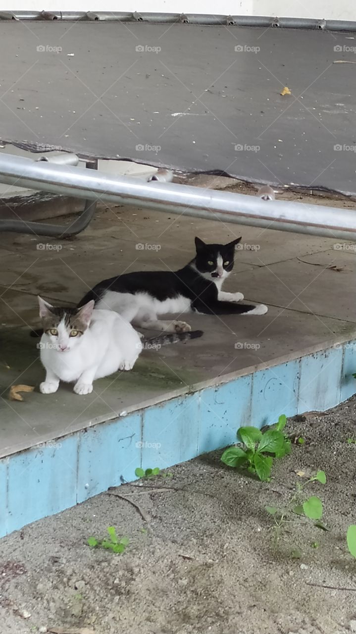 Feeling secure under the trampoline