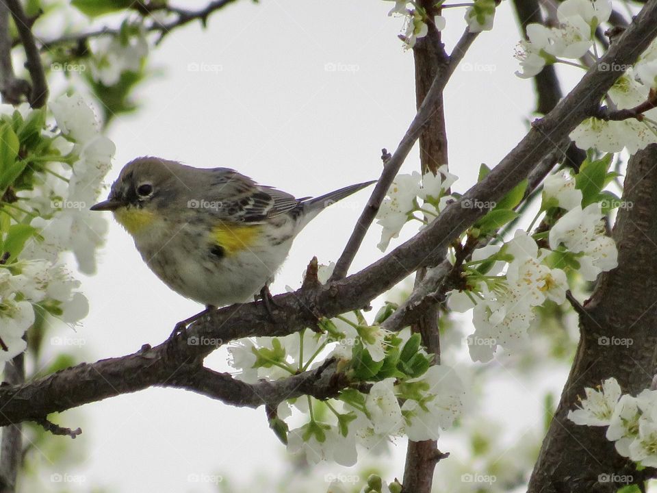 A Yellow Rumped Warbler Foraging in the Blooms of a Plum Tree