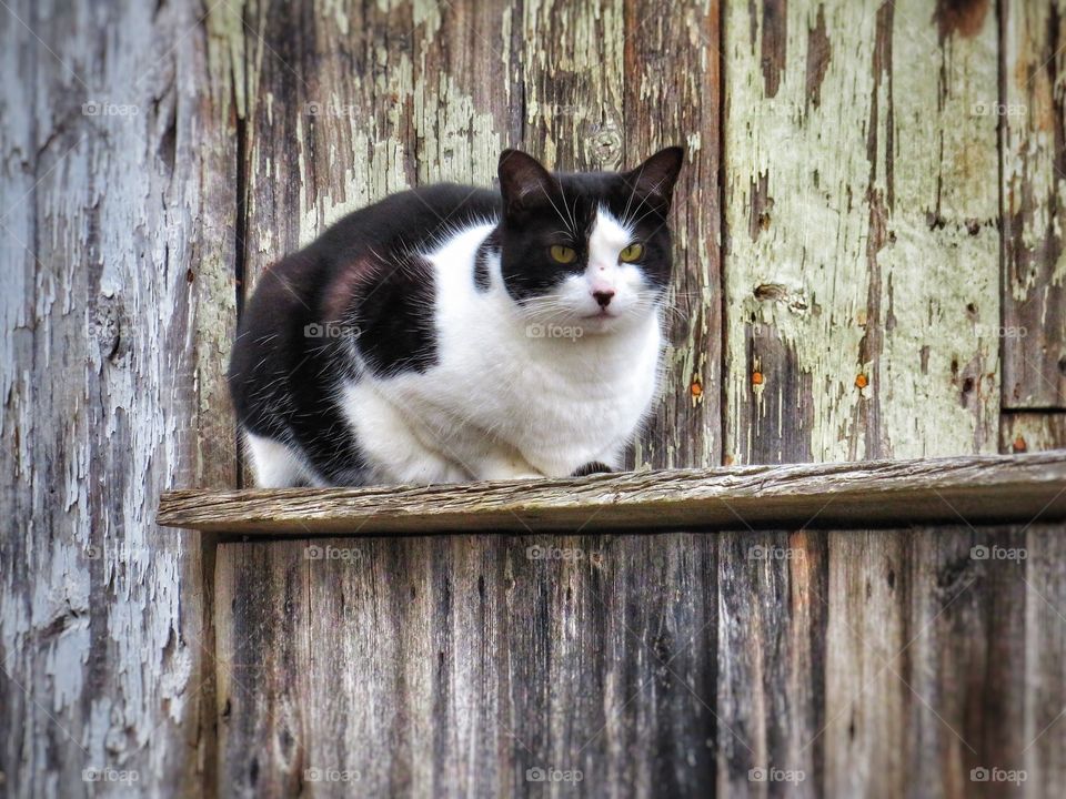 Cat Boucherville Québec 