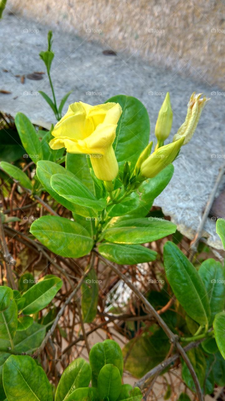 lovely yellow flowers and buds