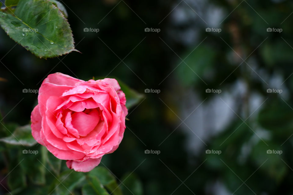 Pink rose