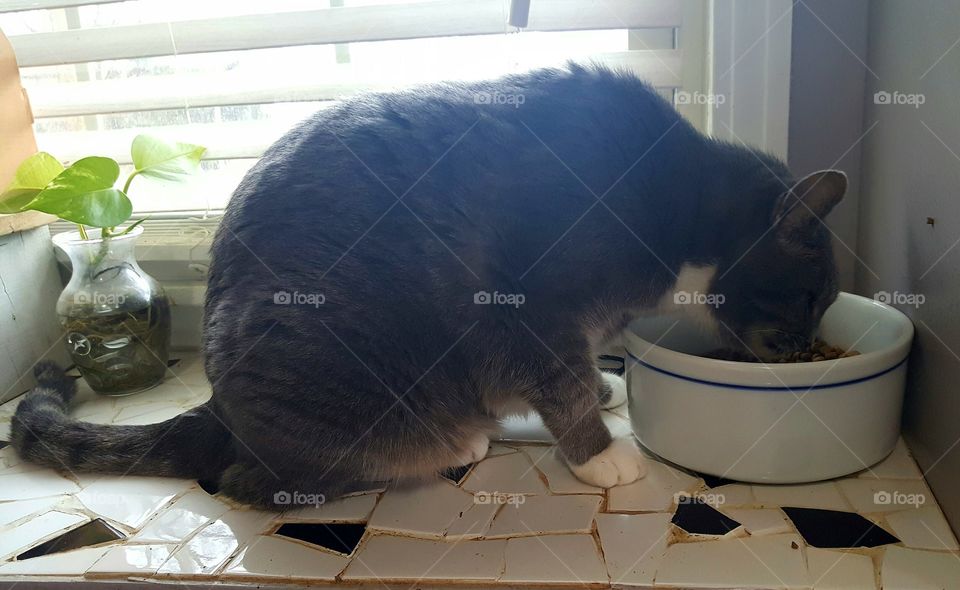 Cat eating by window