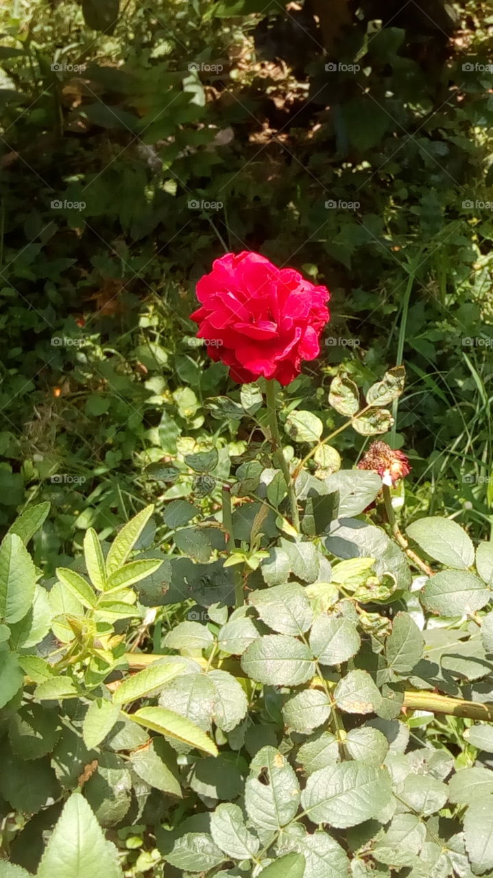 red rose