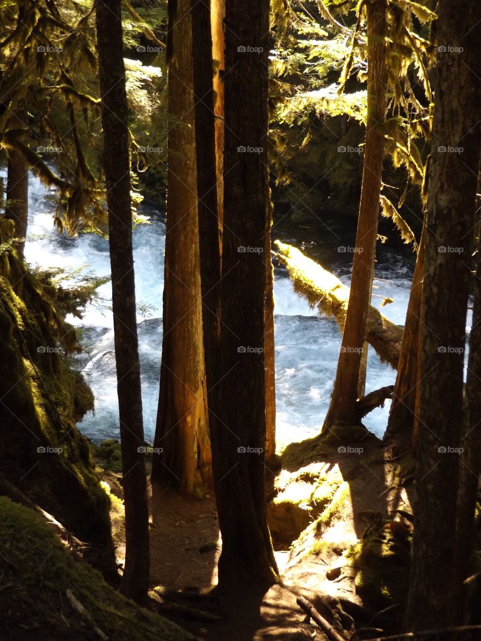 Forest in the spring