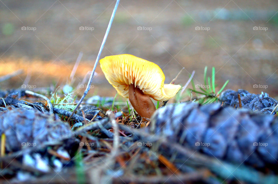 Miniature Mushrooms