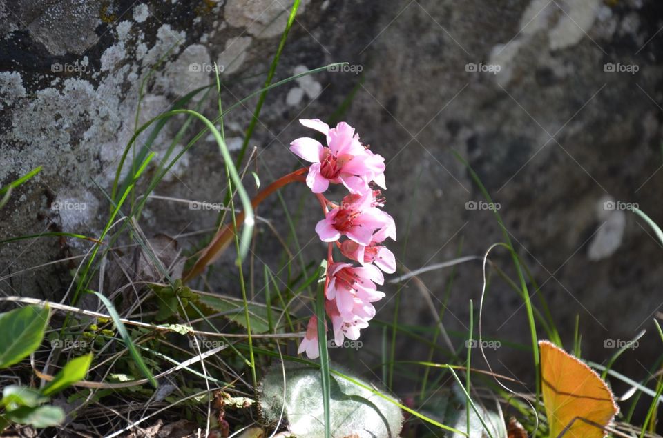 flowers