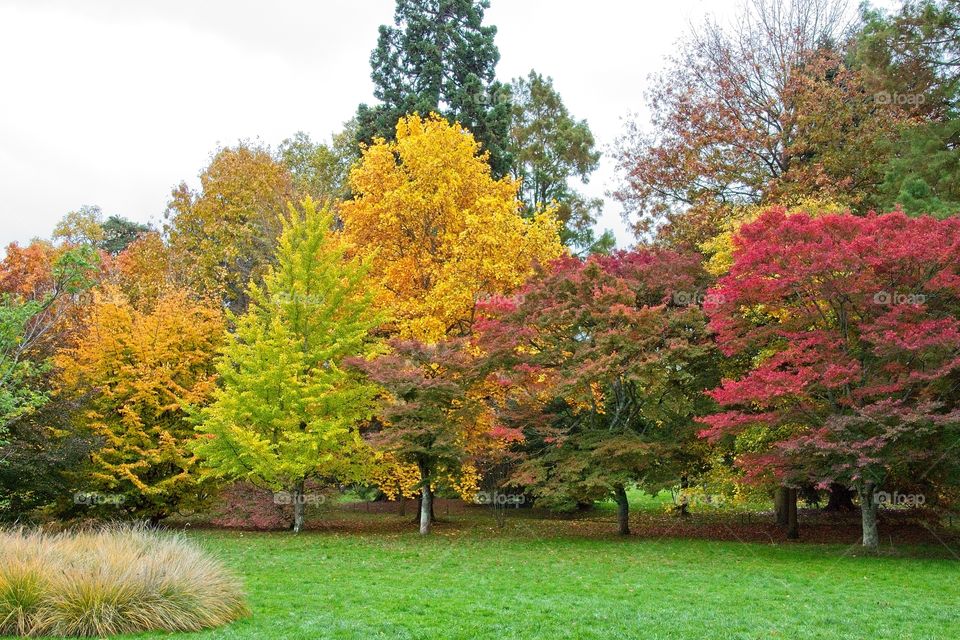 autumn tree in the park