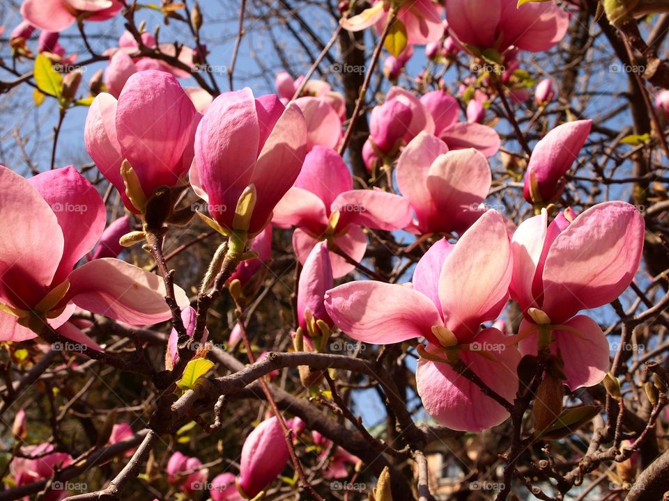 magnolia botanical garden