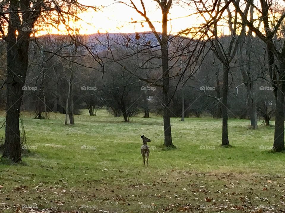 Sunset in the woods 