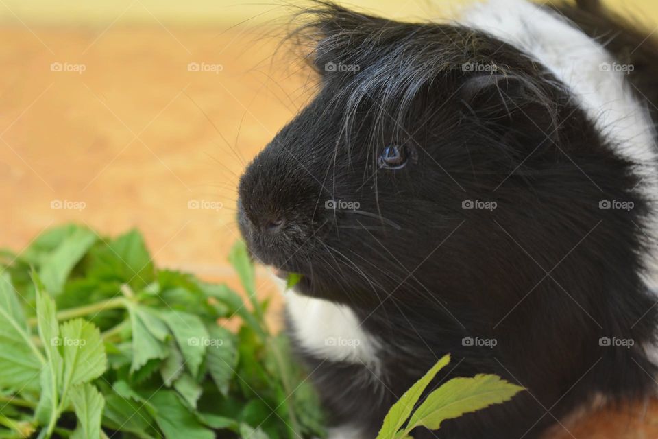 guinea pig pet eating green leaves, dinner time