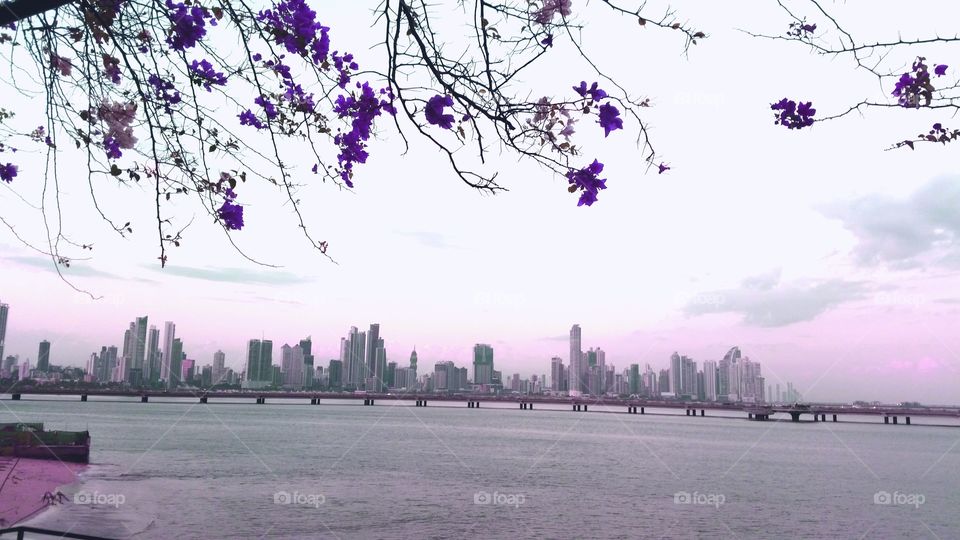 Panama  Bay . View to Panama  Bay Through  a Blooming Tree