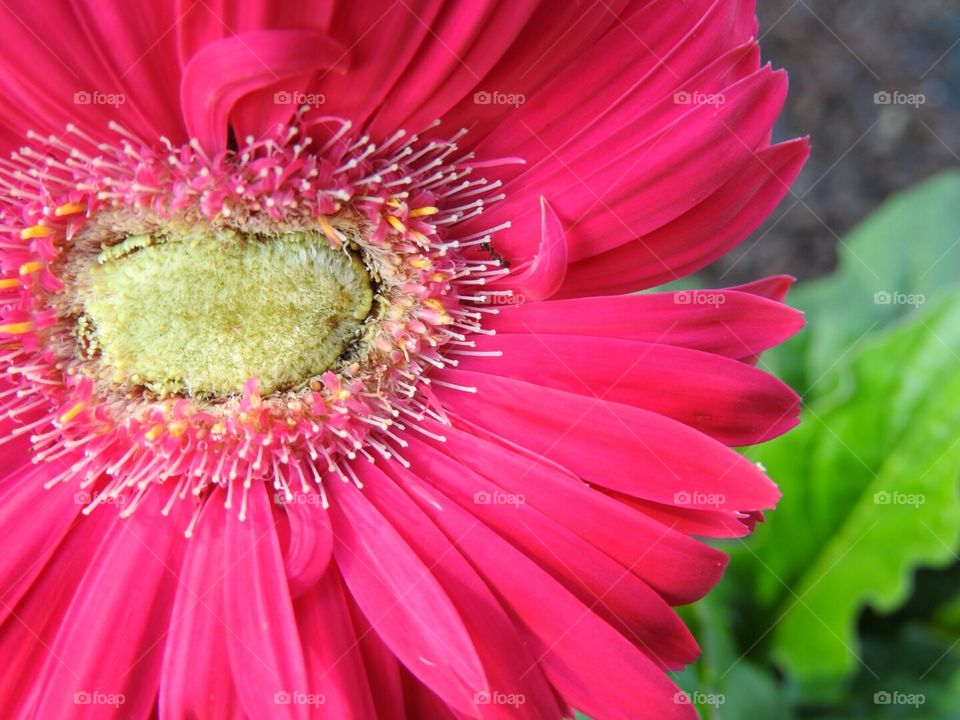 Gerber Daisy Close up.  Pretty in Pink.