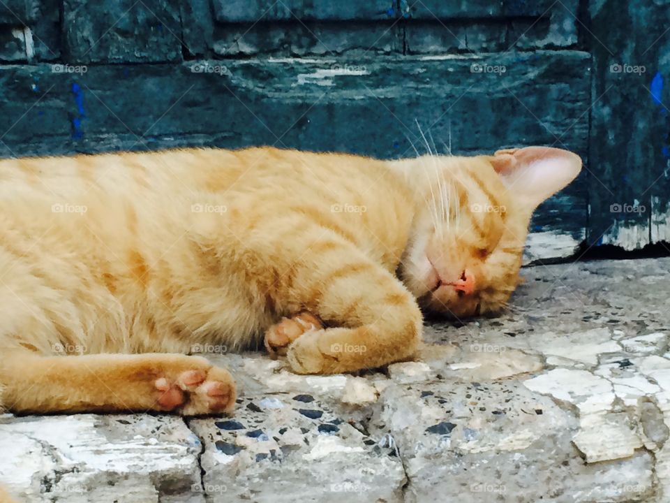 Sleepy in fez 