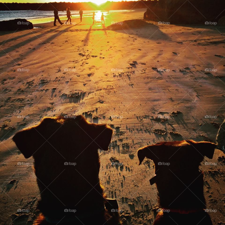 Dogs love a good sunset