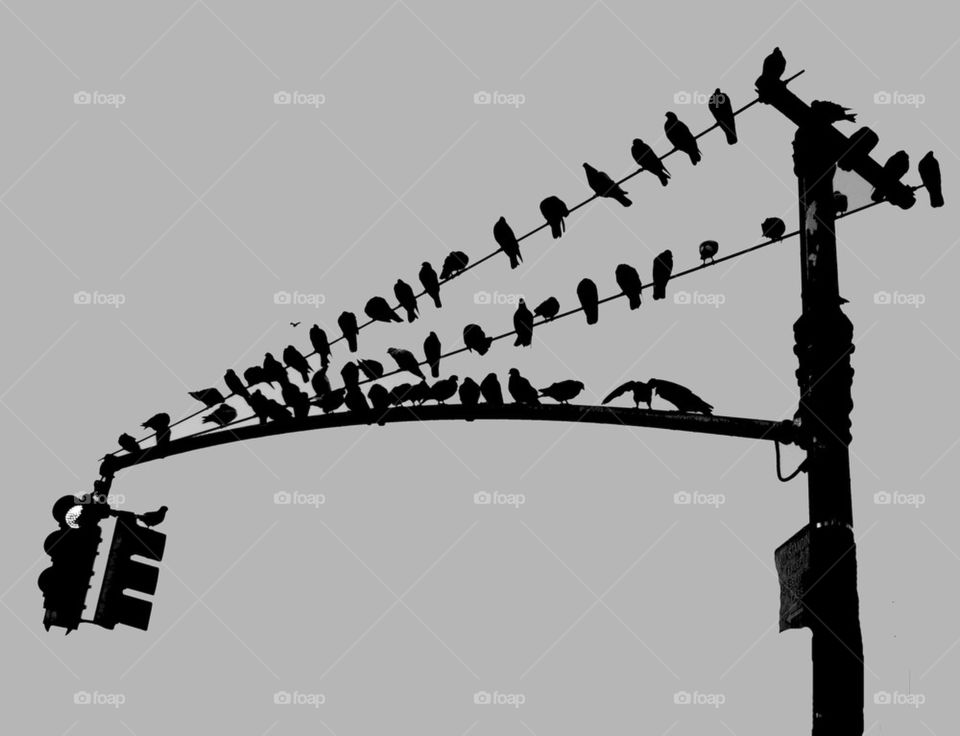 Birds on lamppost black-and-white