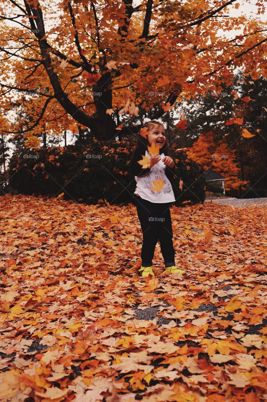 Fall, Leaf, Maple, Park, Tree