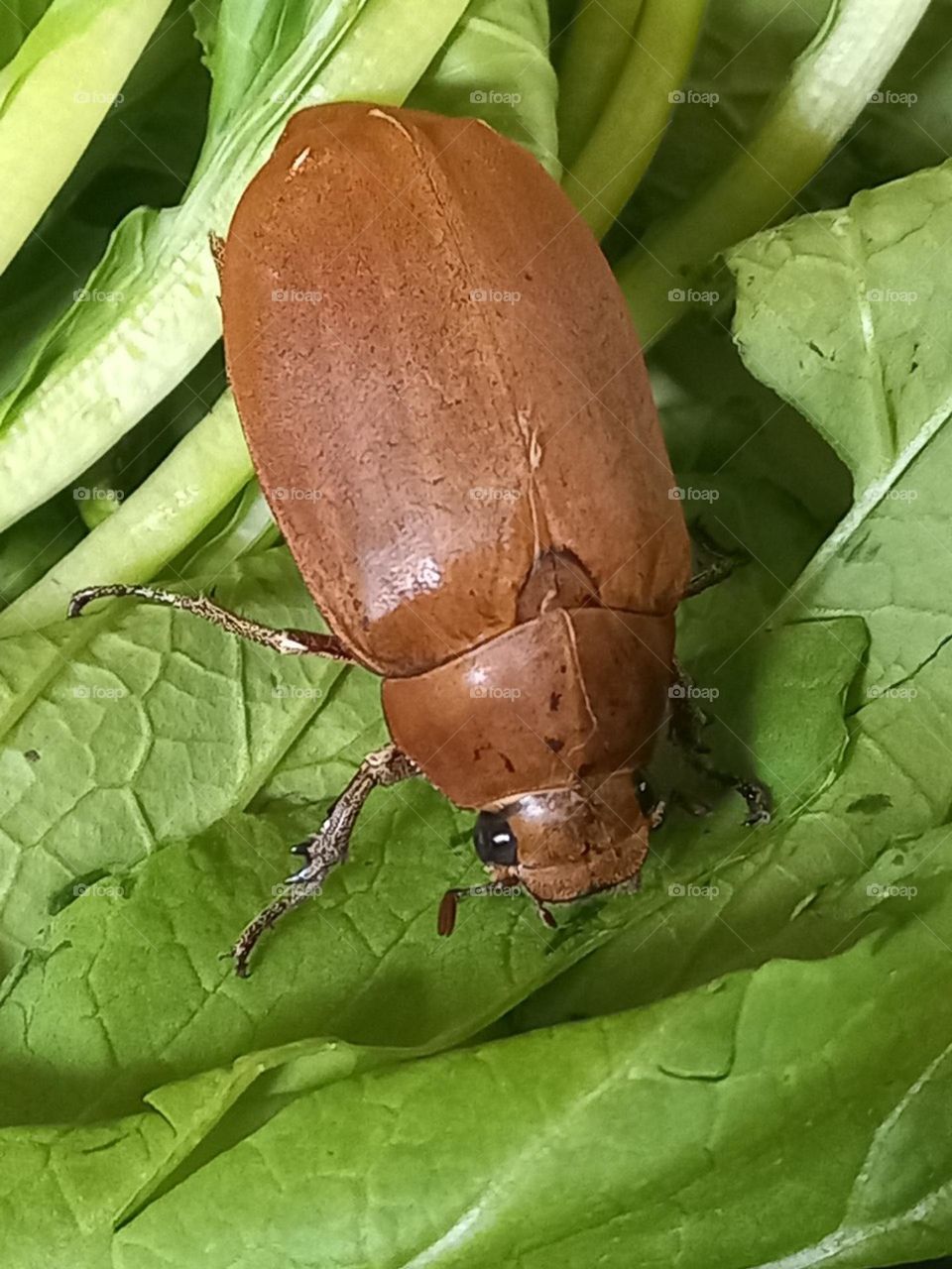 Một em lạt bầy