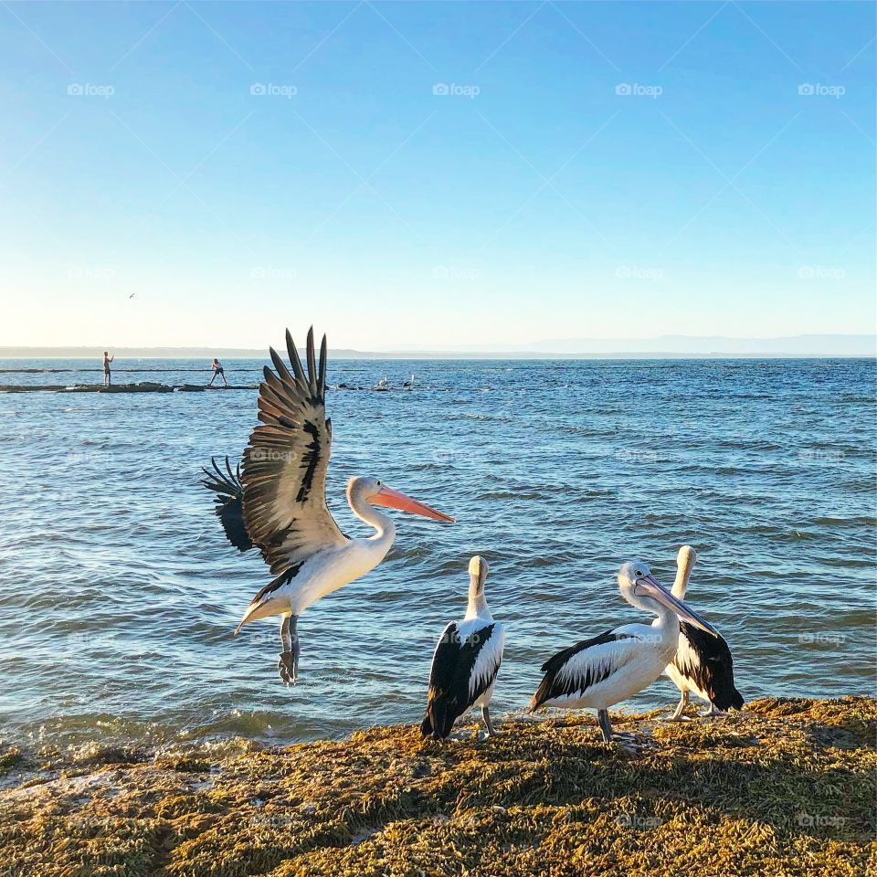 4 pelicans on a rock, one in flight at the sea under soft blue sky on a breezy day