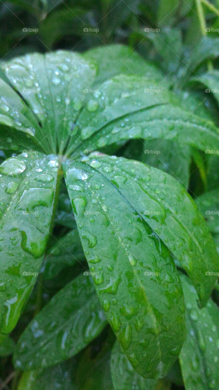 raindrop