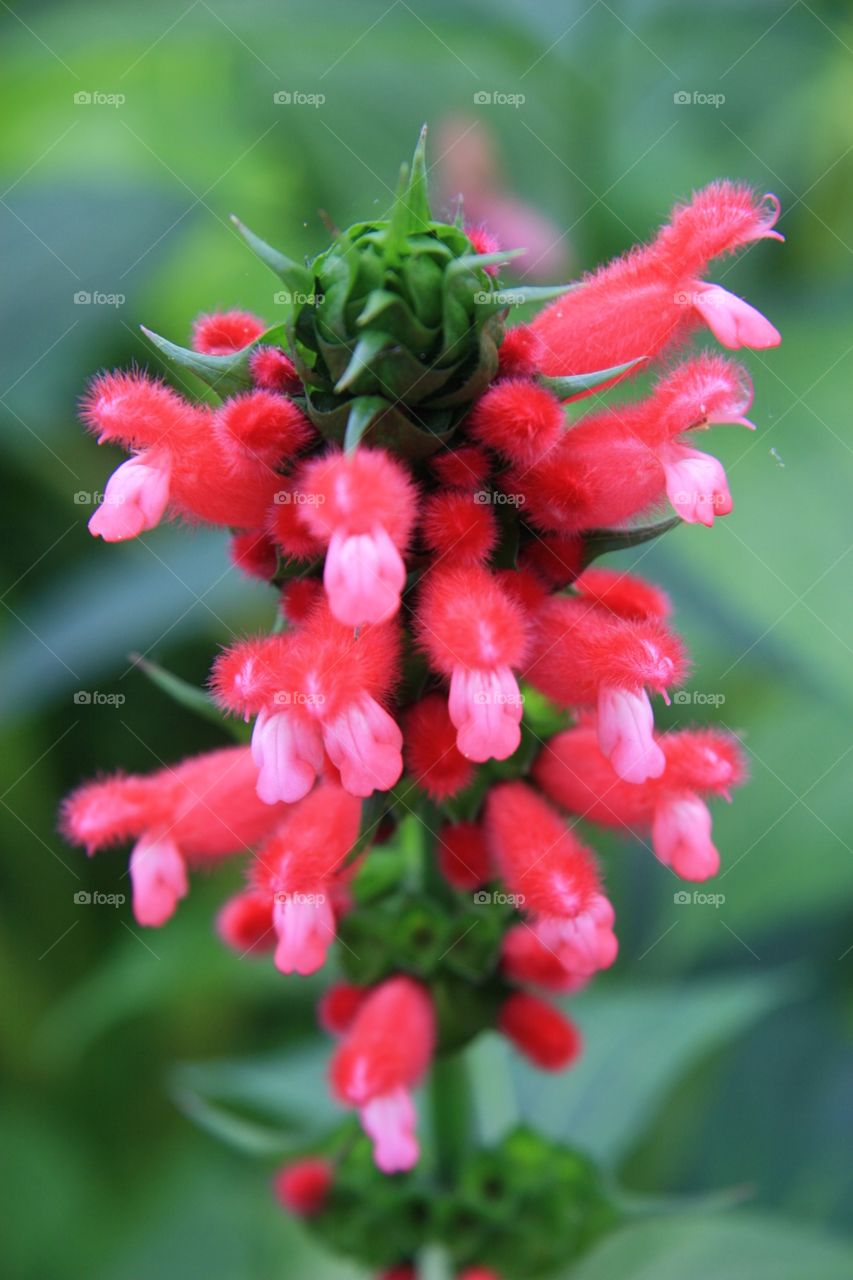 Flowers, Detail, deep colors 