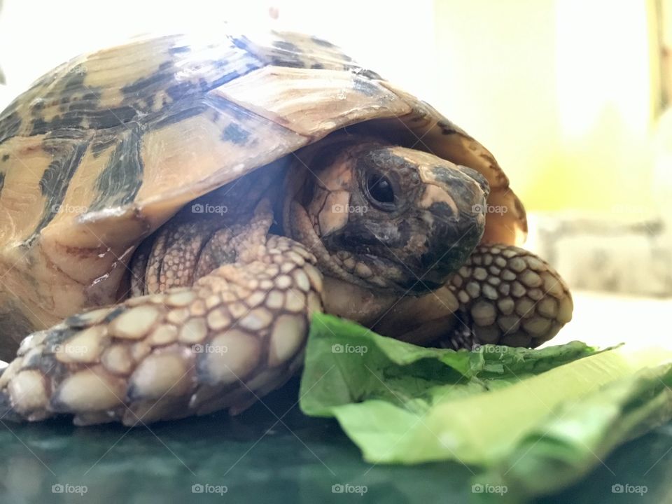 MAX the turtle