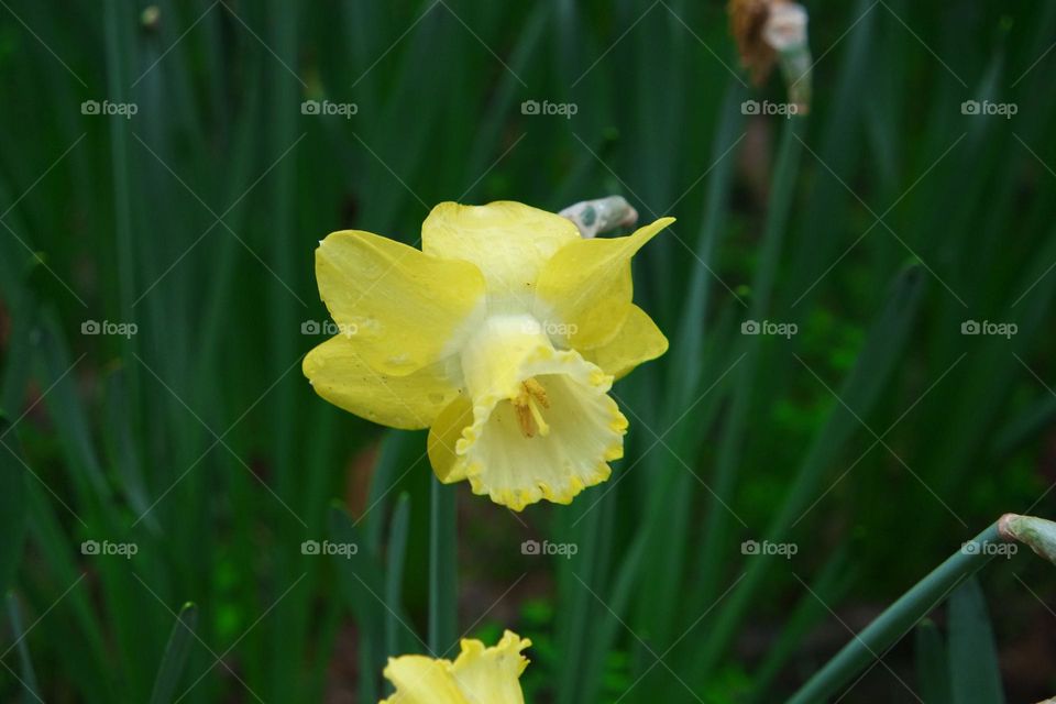 Yellow honey flower 