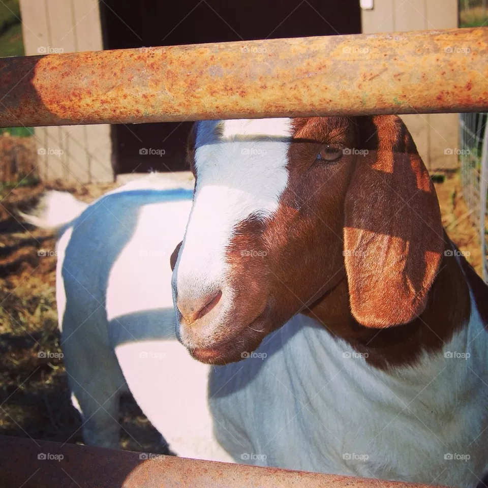 Goat