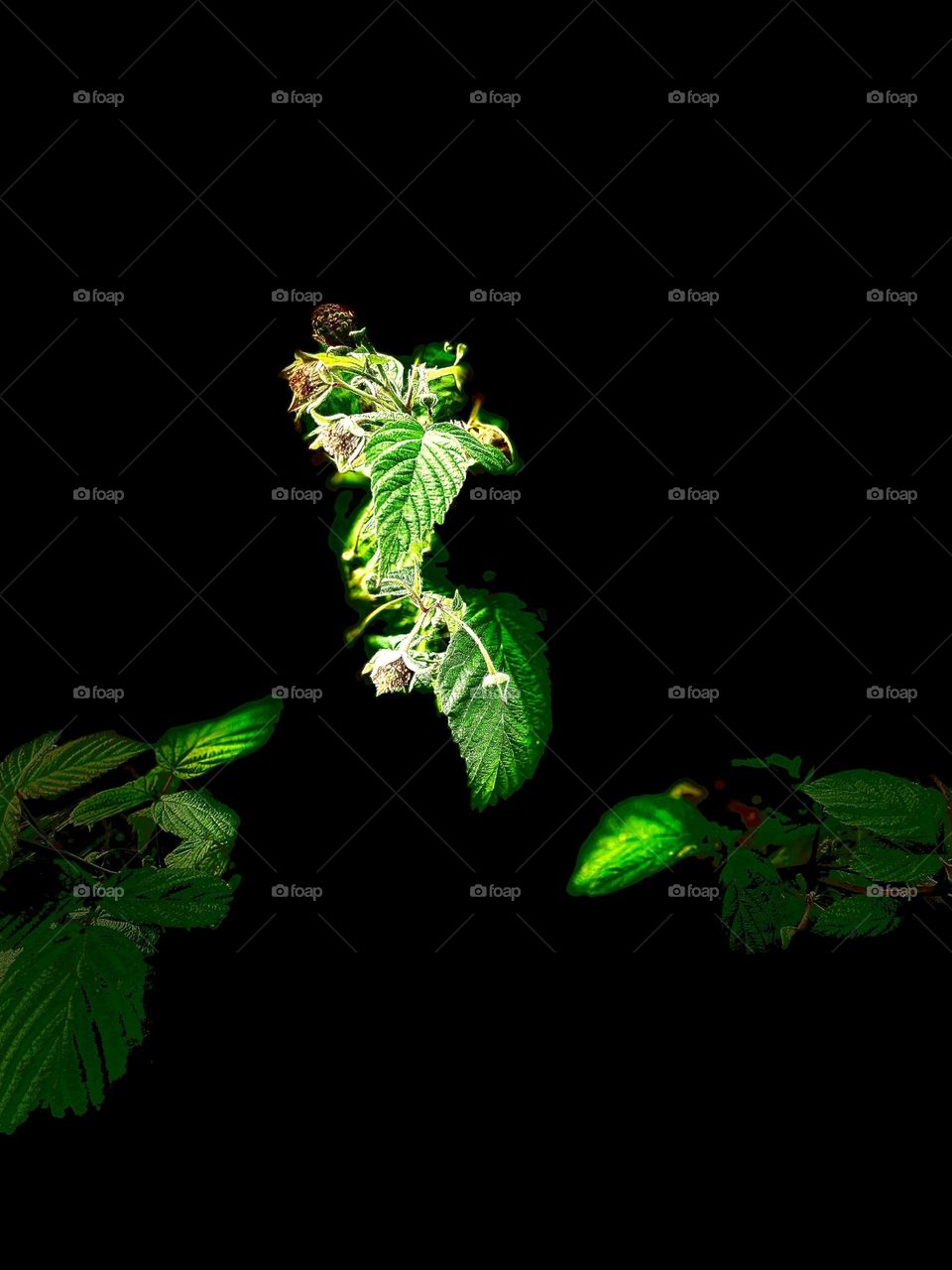 Abstract Young Rasberry :)