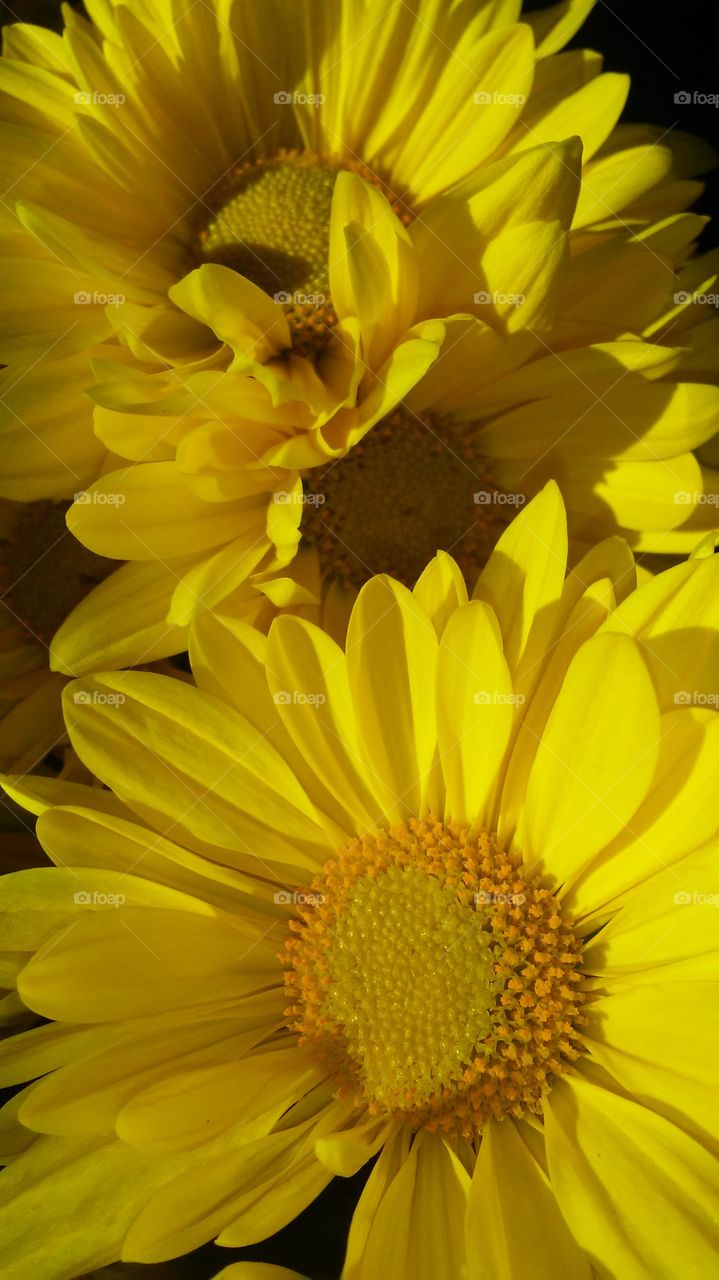 Nature, Flower, Flora, Summer, No Person