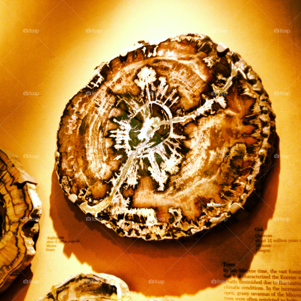 nature wood stone ancient by proxyuid