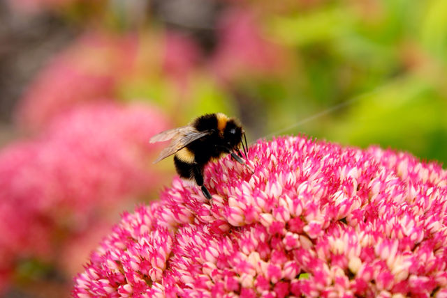 flower sun flying bee by angeljack