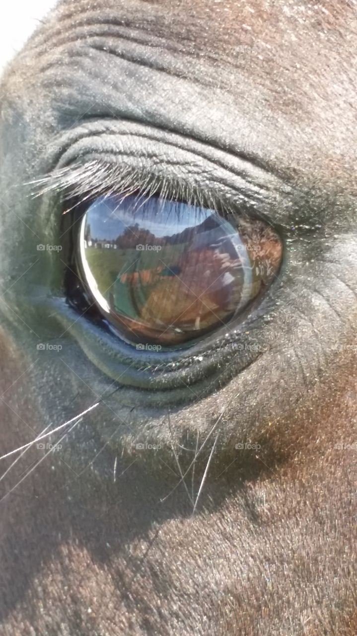 horse reflecting