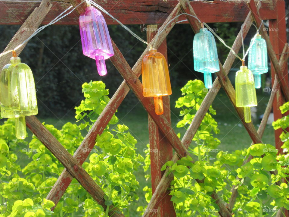 Old garden fence with ice lolly lights and lime green  euphorbia